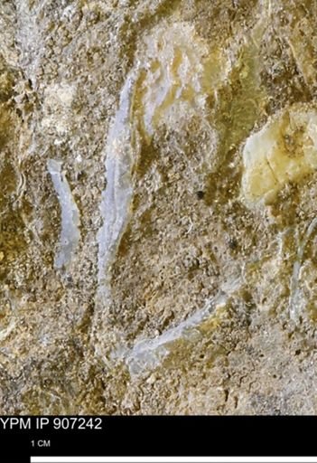 undet. Mollusca