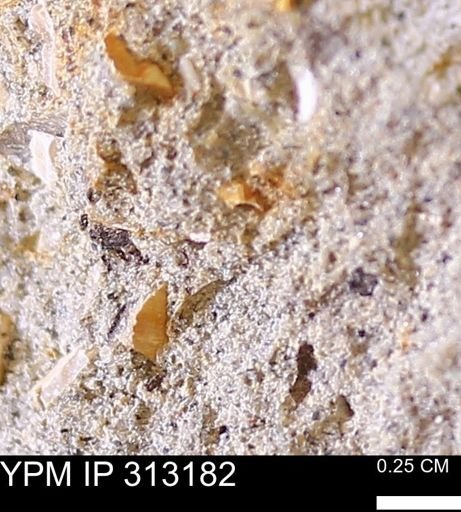 undet. Bivalvia