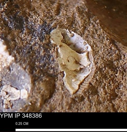 undet. Mollusca