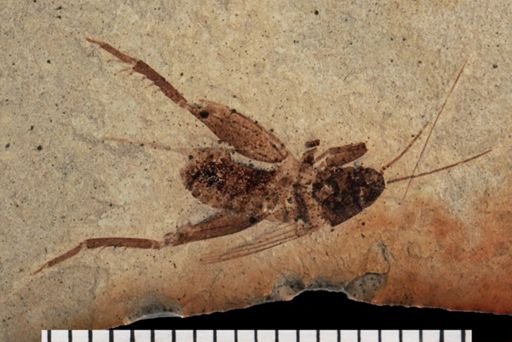 Gryllidae