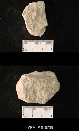 Pycnoblattina compacta