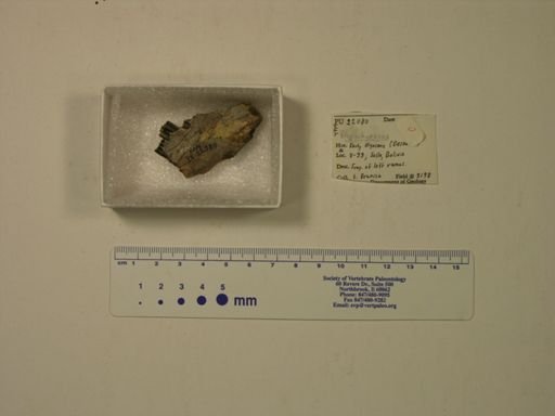 Propachyrucos sp.