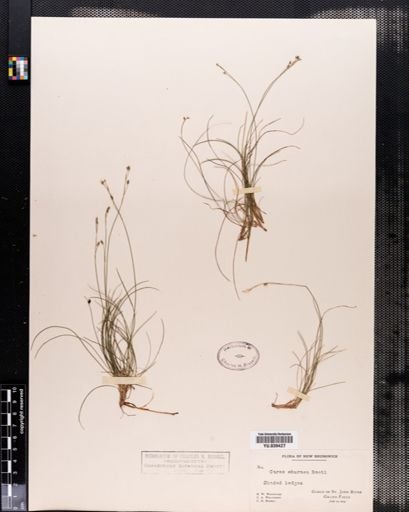 Carex eburnea