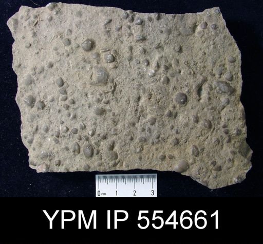 Hyattidina congesta junea