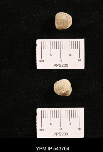 Protocardia sp.