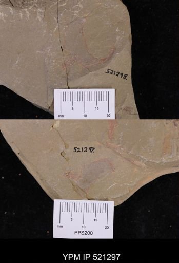 Cothurnocystis sp.