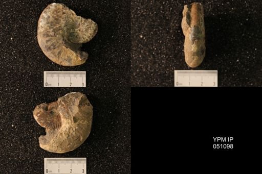 Hoploscaphites nicolletii