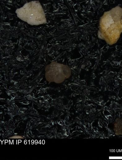 undet. Foraminiferida