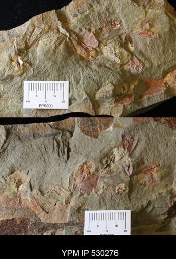 Eoconularia