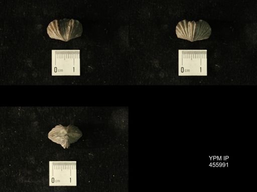 Platystrophia profundsulcata