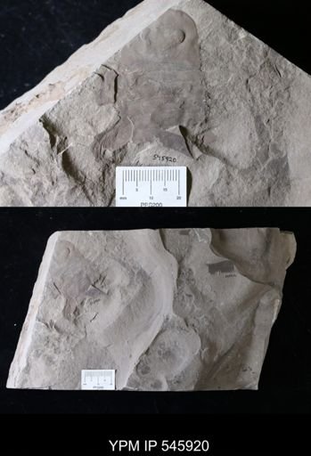 Eurypterus