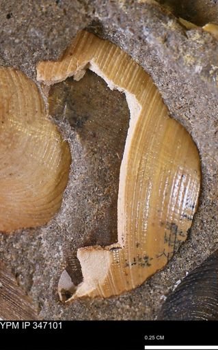 Limopsis striatopunctatus