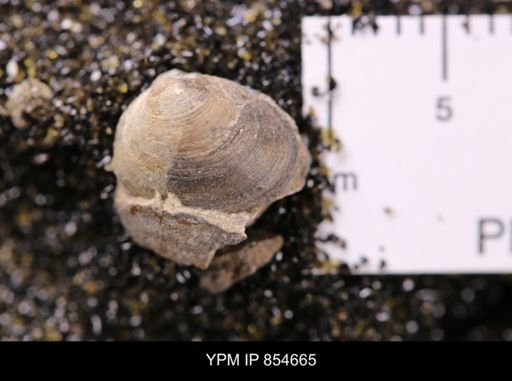 Limopsis striatopunctatus