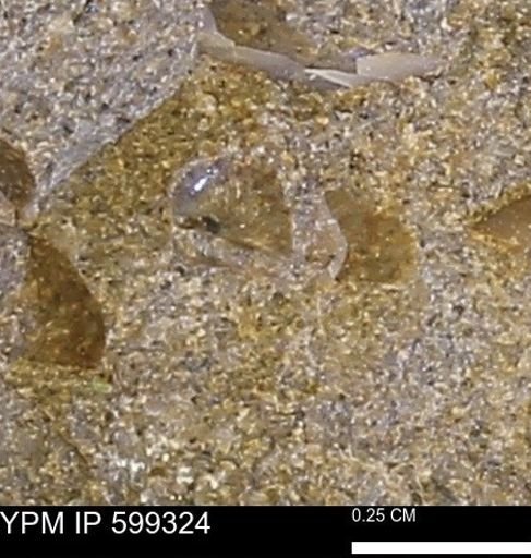 Protocardia subquadrata