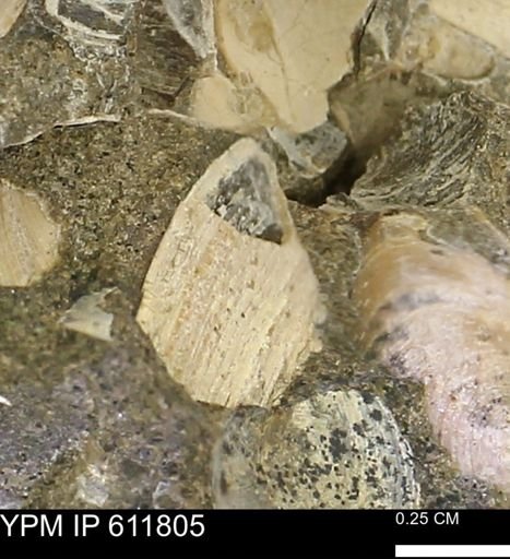 Protocardia sp.