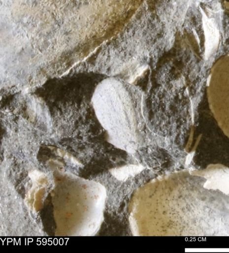 Protocardia sp.