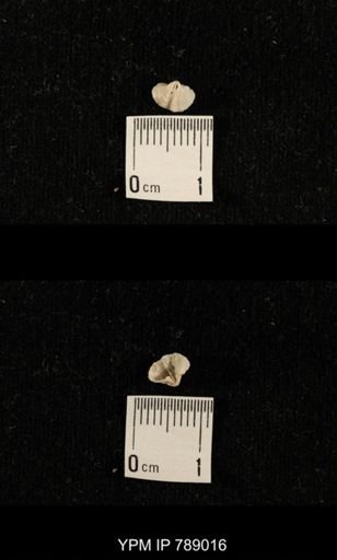 undet. Brachiopoda