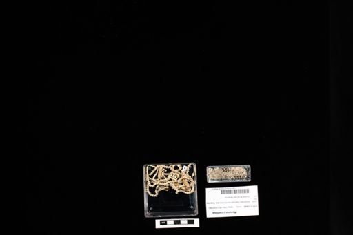 Micrurus corallinus