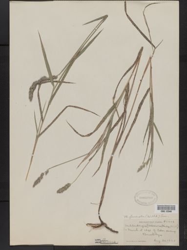 Muhlenbergia glomerata