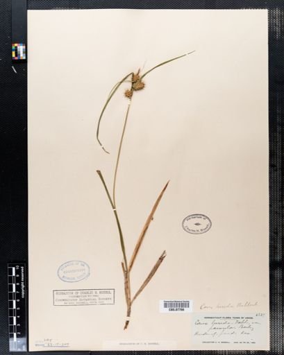 Carex lurida