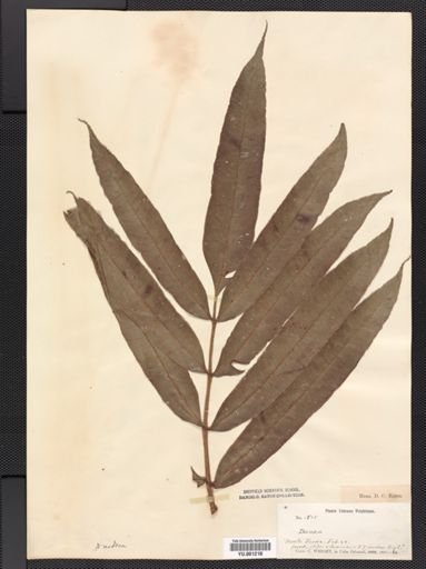 Danaea nodosa