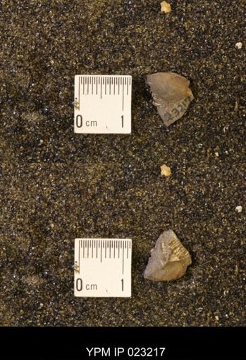 undet. Scaphitidae