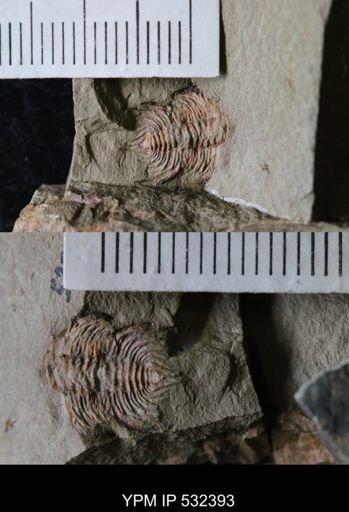 undet. Trilobita