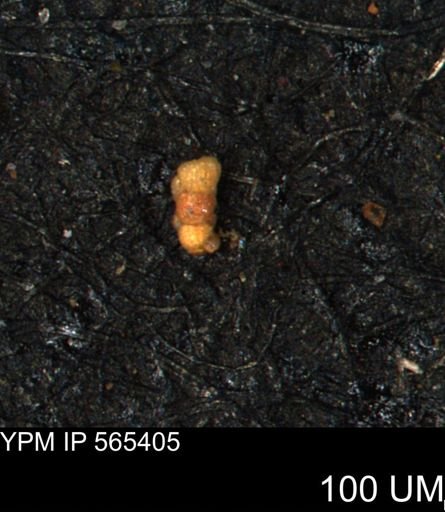 Verneuilinoides kansasensis