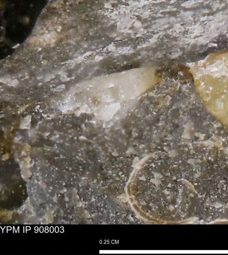 undet. Mollusca