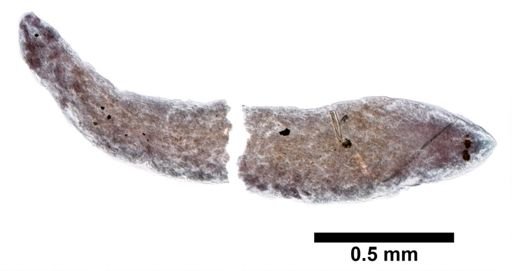 Turbellaria