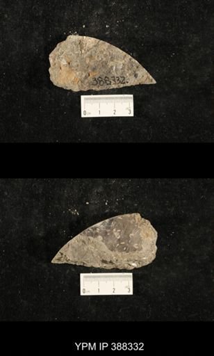 Myalina sp.