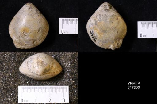 Loboidothyris