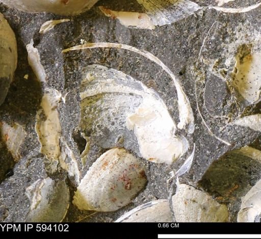 Limopsis? striatopunctatus