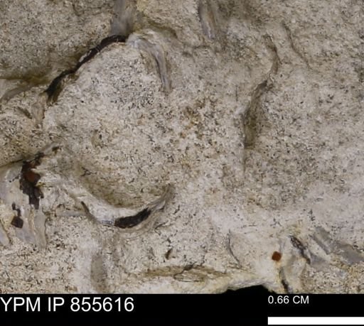 Ostreidae
