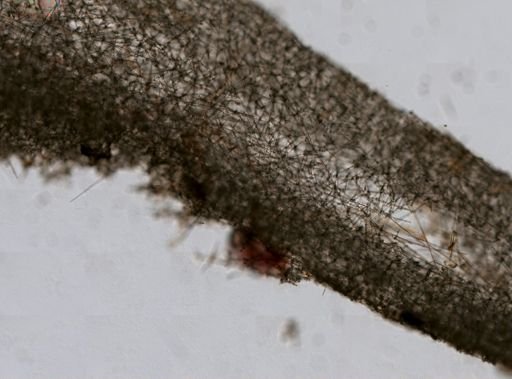 Sympagella nux