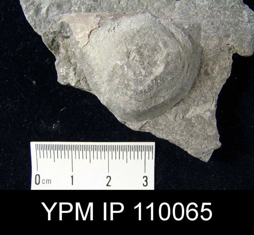 Brachyprion philomena