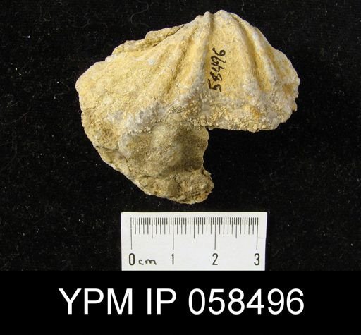 Eospirifer macropleura