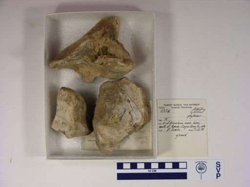 Parasuchidae