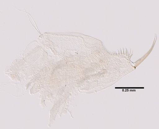 Eulimnadia