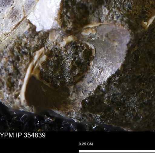 Protocardia