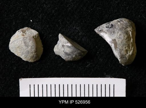 Hindella umbonata