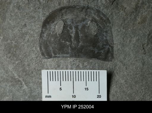Eurypterus sp.