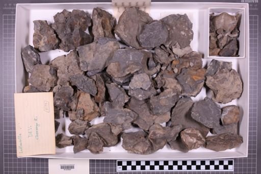 mixed taxa, stratigraphic collection