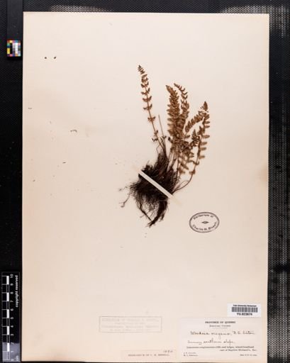Woodsia