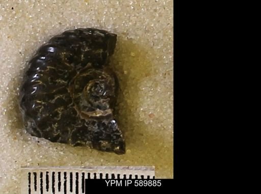 undet. Scaphitidae