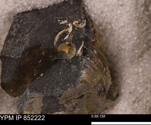 undet. Gastropoda