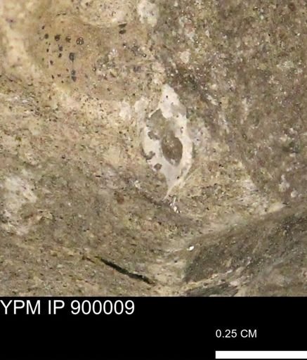 undet. Mollusca