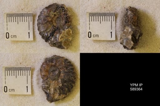 undet. Scaphitidae