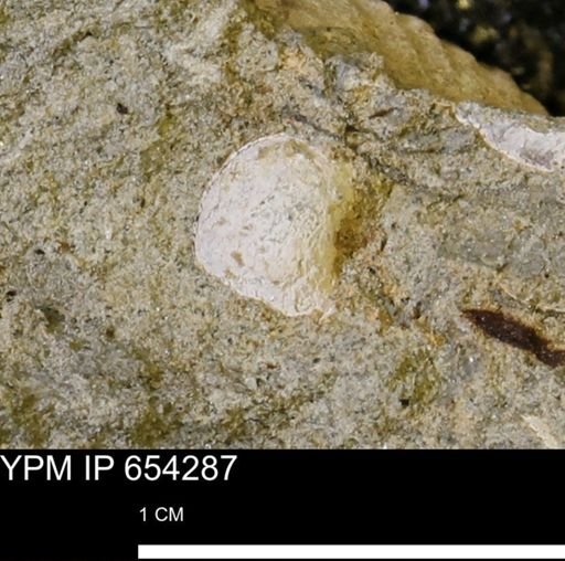 Gastropoda