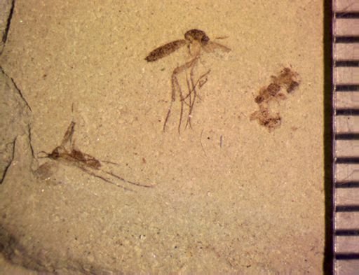 Diptera